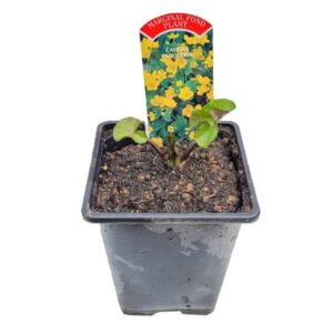 Waterplant Marginal Marsh Marigold (Caltha palustris) 9cm Pot
