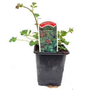 Waterplant Marginal Water Avens (Geum rivale) 9cm Pot