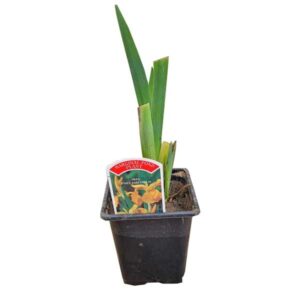 Waterplant Marginal Yellow Water Iris (Iris pseudacorus) 9cm Pot