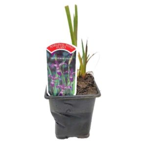 Waterplant Marginal American Water Isis (Iris. versicolor) 9cm Pot