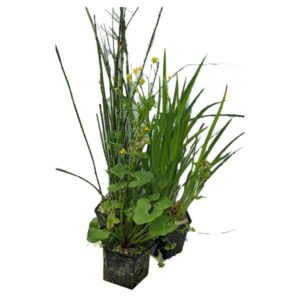 Waterplant Hex Mixed Marginal 3 Litre