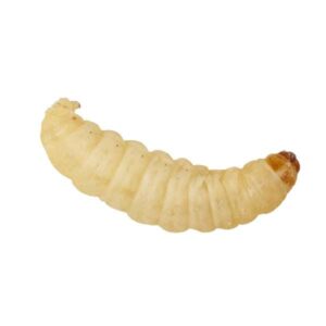 Instore Waxworms 15g (in shavings) Pre-Pack
