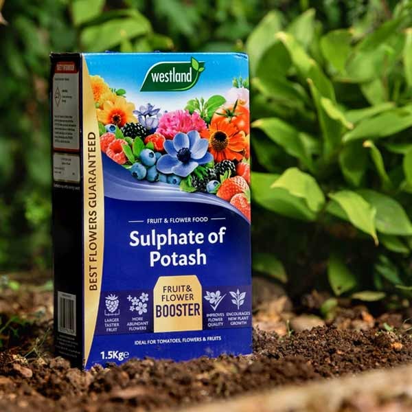 Westland Sulphate of Potash 1.5kg 2 Westland Sulphate of Potash 1.5kg - Image 2