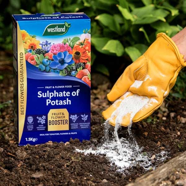 Westland Sulphate of Potash 1.5kg 3 Westland Sulphate of Potash 1.5kg - Image 3