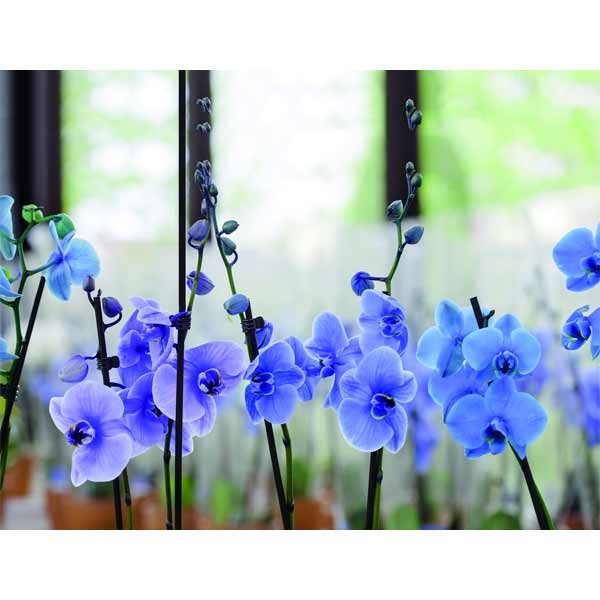 Grow It Plant Sticks 60cm 25 Pack 3 Grow It Plant Sticks 60cm 25 Pack - Image 3