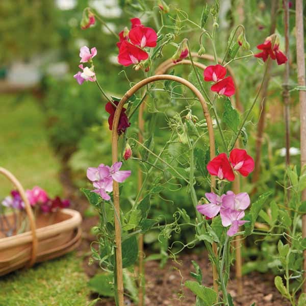 Grow it Gard Stake 90cm 3 Pack 2 Grow it Gard Stake 90cm 3 Pack - Image 2