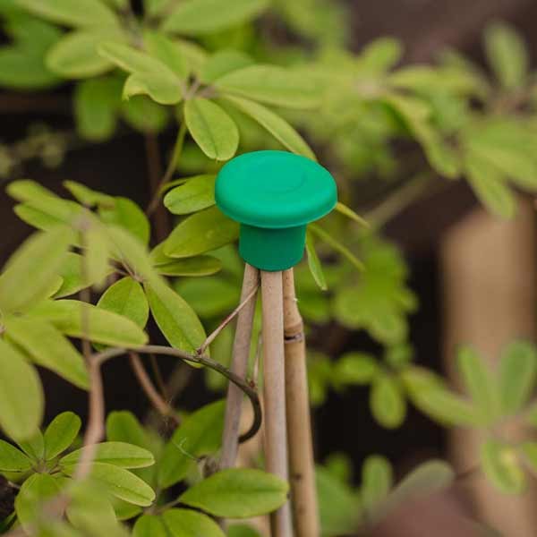 Gardman Cane Eye-Guards 8 Pack 2 Gardman Cane Eye-Guards 8 Pack - Image 2