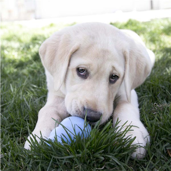 KONG Puppy Medium Dog Toy 3 KONG Puppy Medium Dog Toy - Image 3