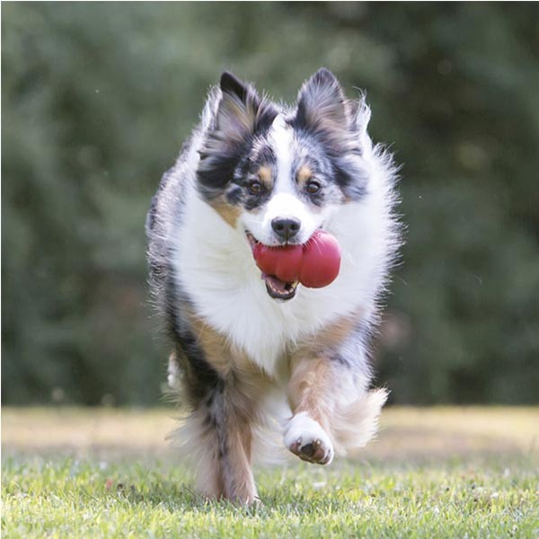 KONG Classic Medium Dog Toy 3 KONG Classic Medium Dog Toy - Image 3