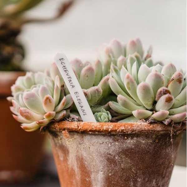 Gardman Plant Labels 10cm 50 Pack 3 Gardman Plant Labels 10cm 50 Pack - Image 3
