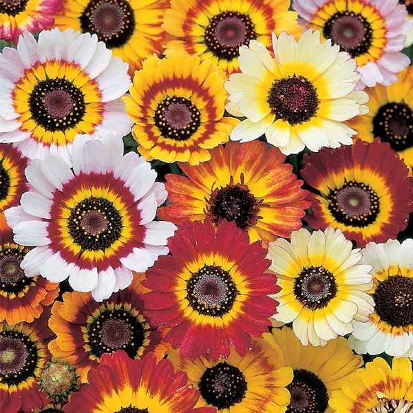 Unwins Chrysanthemum Tricolor Mixed Seeds 2 Unwins Chrysanthemum Tricolor Mixed Seeds - Image 2