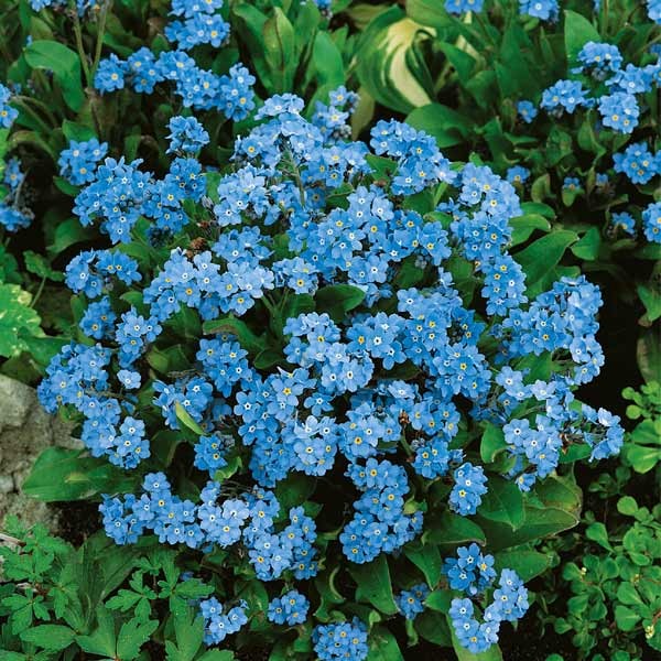 Unwins Forget Me Not Blue Cloud Seeds 2 Unwins Forget Me Not Blue Cloud Seeds - Image 2