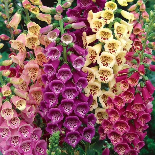 Unwins Foxglove Excelsior Mixed Seeds 2 Unwins Foxglove Excelsior Mixed Seeds - Image 2