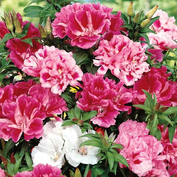 Unwins Godetia Azalea Flowered Mix Seeds 2 Unwins Godetia Azalea Flowered Mix Seeds - Image 2