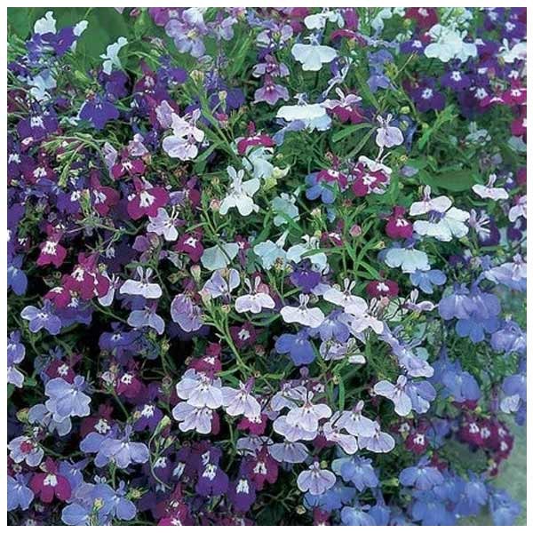 Unwins Lobelia Long Flowering Mixed Seeds 2 Unwins Lobelia Long Flowering Mixed Seeds - Image 2