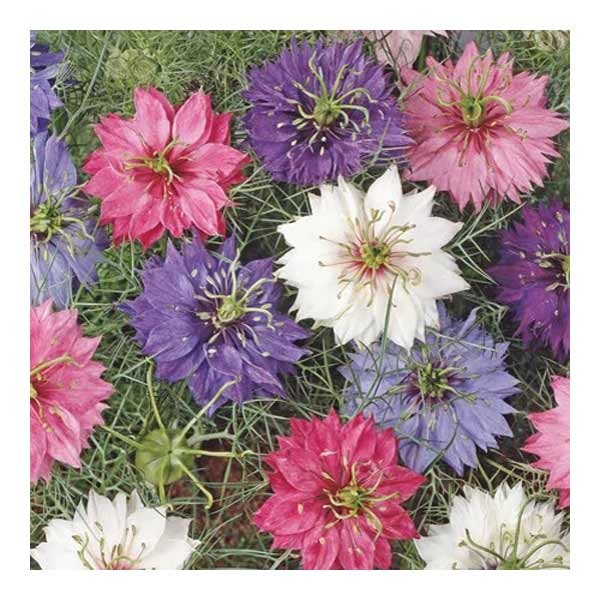 Unwins Love In A Mist Allsorts Seeds 2 Unwins Love In A Mist Allsorts Seeds - Image 2