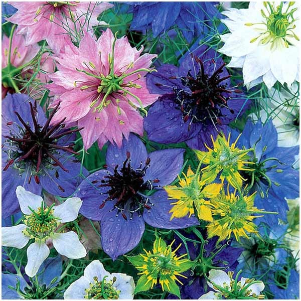 Unwins Love In A Mist Allsorts Seeds 3 Unwins Love In A Mist Allsorts Seeds - Image 3