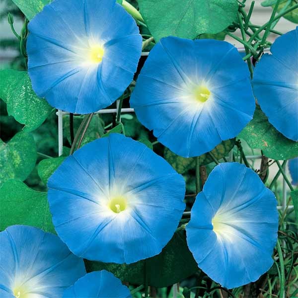 Unwins Morning Glory Heavenly Blue Seeds 2 Unwins Morning Glory Heavenly Blue Seeds - Image 2