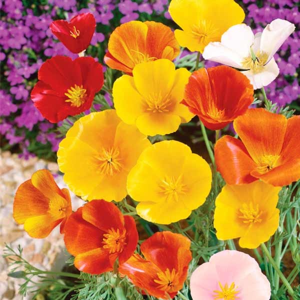 Unwins Poppy Californian Superb Mix Seeds 2 Unwins Poppy Californian Superb Mix Seeds - Image 2