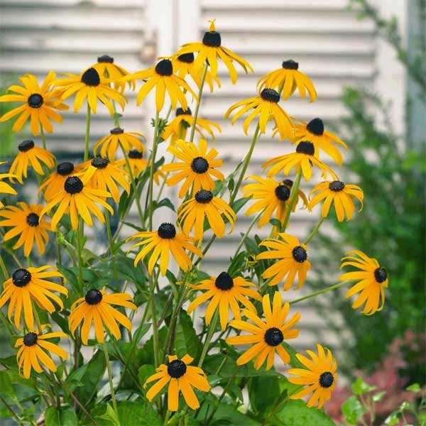 Unwins Rudbeckia Goldsturm Seeds 2 Unwins Rudbeckia Goldsturm Seeds - Image 2