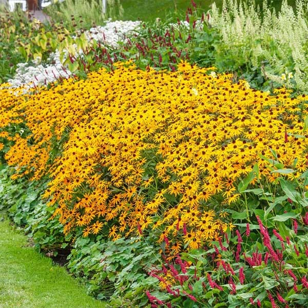 Unwins Rudbeckia Goldsturm Seeds 3 Unwins Rudbeckia Goldsturm Seeds - Image 3
