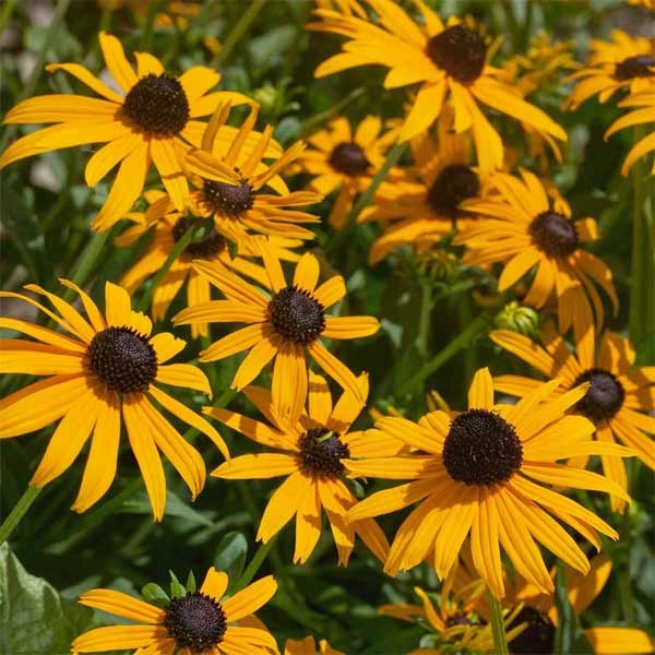Unwins Rudbeckia Goldsturm Seeds 4 Unwins Rudbeckia Goldsturm Seeds - Image 4