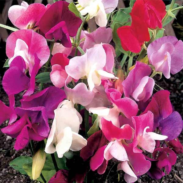 Unwins Sweet Pea Continental Mixed Seeds 2 Unwins Sweet Pea Continental Mixed Seeds - Image 2