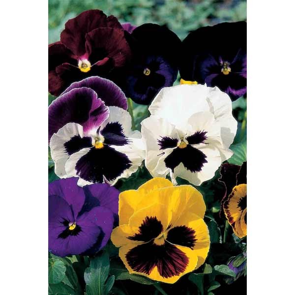 Unwins Pansy Bright And Beautiful Mix Seeds 2 Unwins Pansy Bright And Beautiful Mix Seeds - Image 2
