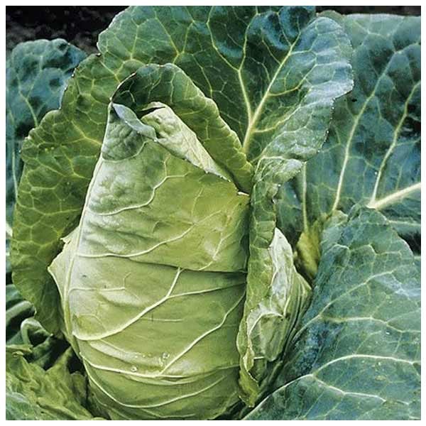Unwins Cabbage Durham Early Seeds 2 Unwins Cabbage Durham Early Seeds - Image 2