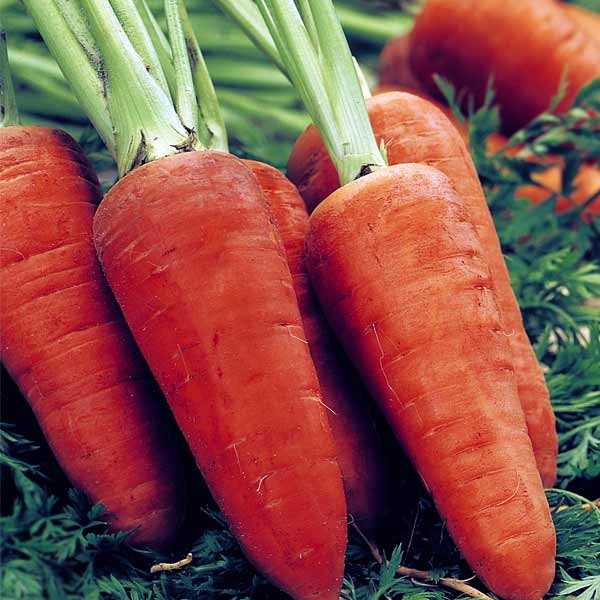 Unwins Carrot Chantenay Red Cored 2 Seeds 2 Unwins Carrot Chantenay Red Cored 2 Seeds - Image 2