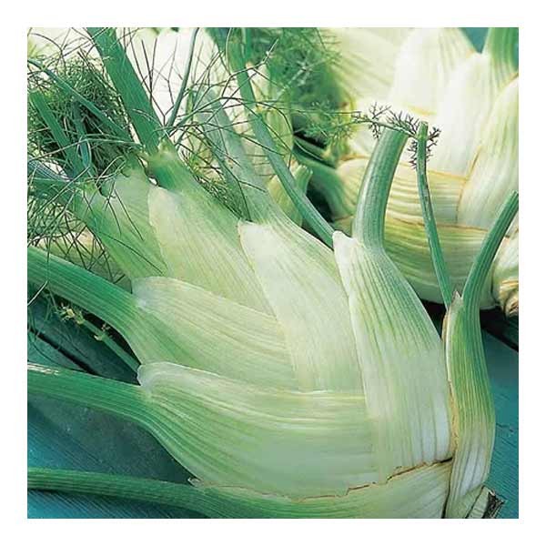Unwins Fennel Florence Perfection Seeds 2 Unwins Fennel Florence Perfection Seeds - Image 2