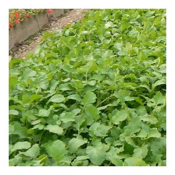 Unwins Green Manure Mustard Seeds 2 Unwins Green Manure Mustard Seeds - Image 2