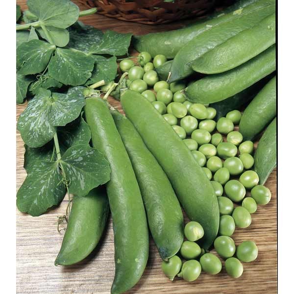 Unwins Climbing Pea Alderman 2 Unwins Climbing Pea Alderman - Image 2