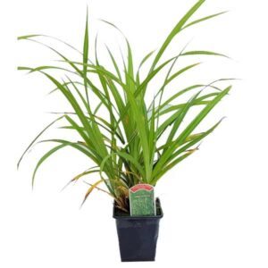 Waterplant Marginal Pendulous Sedge (Carex pendula) 9cm Pot