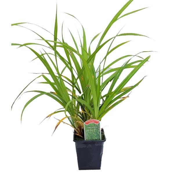 Waterplant Marginal Pendulous Sedge (Carex pendula) 9cm Pot 1 Waterplant Marginal Pendulous Sedge (Carex pendula) 9cm Pot