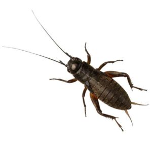 Home Delivery Black Crickets Pre-Pack Stand/Large