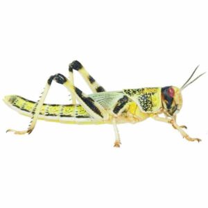 Home Delivery Locusts Super-Pack Extra-large