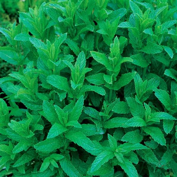 Unwins Garden Mint Seeds 2 Unwins Garden Mint Seeds - Image 2