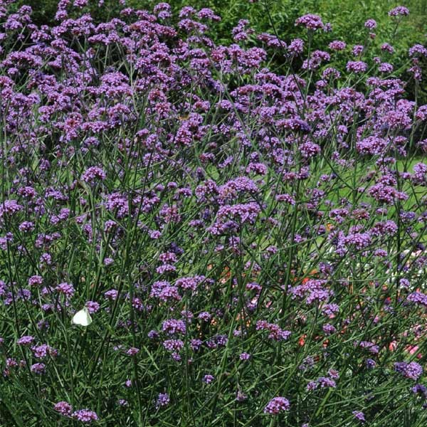 Unwins Nature's Haven Verbena Bonariensis Seeds 2 Unwins Nature's Haven Verbena Bonariensis Seeds - Image 2