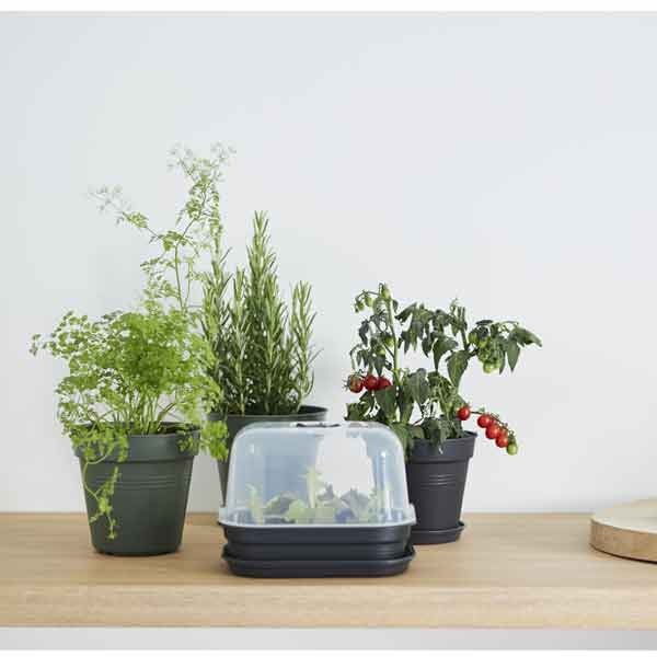 Elho Green Basics Growpot Living Black 11cm 4 Elho Green Basics Growpot Living Black 11cm - Image 4