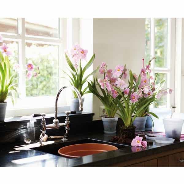 Elho Green Basics Orchid Transparent 13cm 5 Elho Green Basics Orchid Transparent 13cm - Image 5