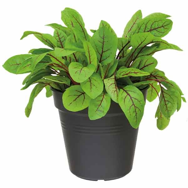 Elho Green Basics Growpot Living Black 13cm 2 Elho Green Basics Growpot Living Black 13cm - Image 2