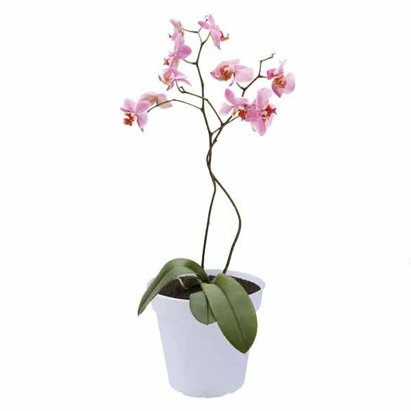 Elho Green Basics Orchid Transparent 15cm 3 Elho Green Basics Orchid Transparent 15cm - Image 3