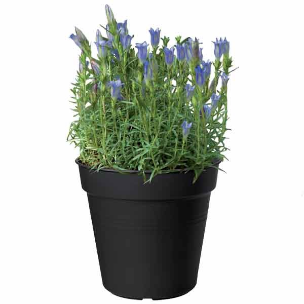 Elho Green Basics Growpot Living Black 15cm 3 Elho Green Basics Growpot Living Black 15cm - Image 3