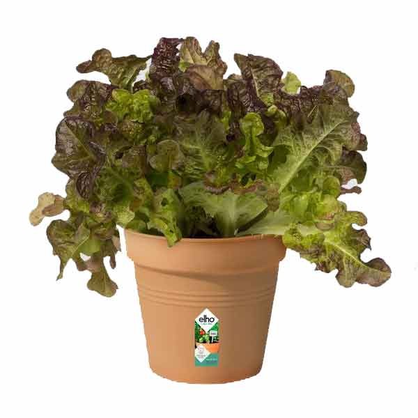 Elho Green Basics Growpot Mild Terra 15cm 2 Elho Green Basics Growpot Mild Terra 15cm - Image 2
