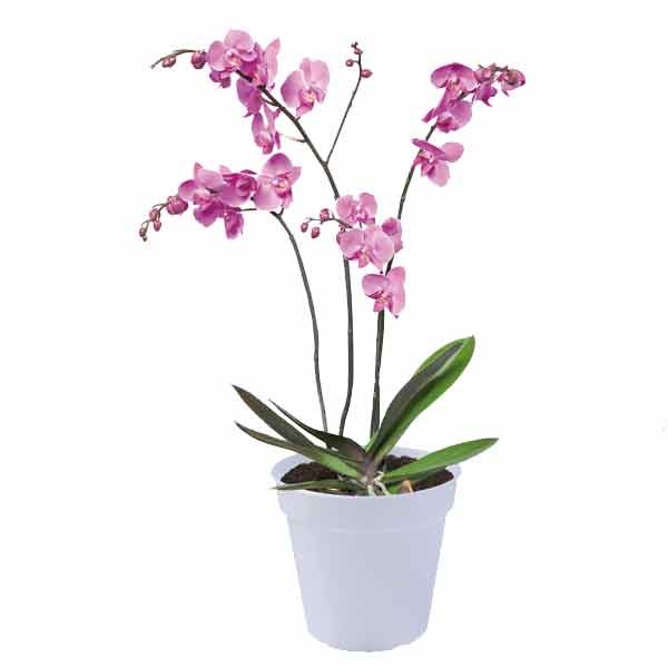 Elho Green Basics Orchid Transparent 17cm 2 Elho Green Basics Orchid Transparent 17cm - Image 2