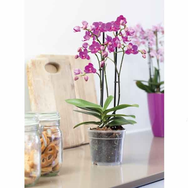 Elho Green Basics Orchid Transparent 17cm 4 Elho Green Basics Orchid Transparent 17cm - Image 4