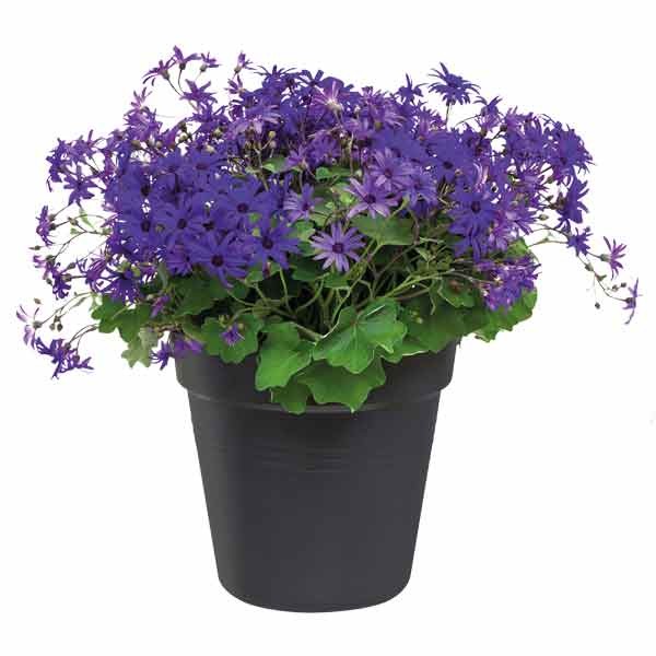 Elho Green Basics Growpot Living Black 17cm 2 Elho Green Basics Growpot Living Black 17cm - Image 2