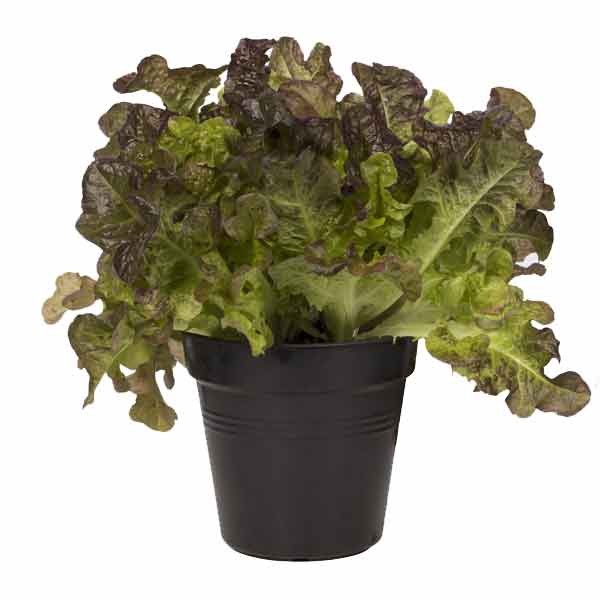 Elho Green Basics Growpot Living Black 19cm 3 Elho Green Basics Growpot Living Black 19cm - Image 3