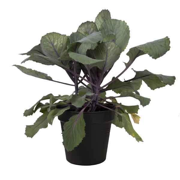 Elho Green Basics Growpot Living Black 27cm 3 Elho Green Basics Growpot Living Black 27cm - Image 3